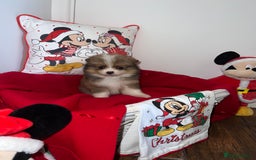 Pomeranian dogs for sale: Beautiful Pomeranian puppy’s  - Image 7