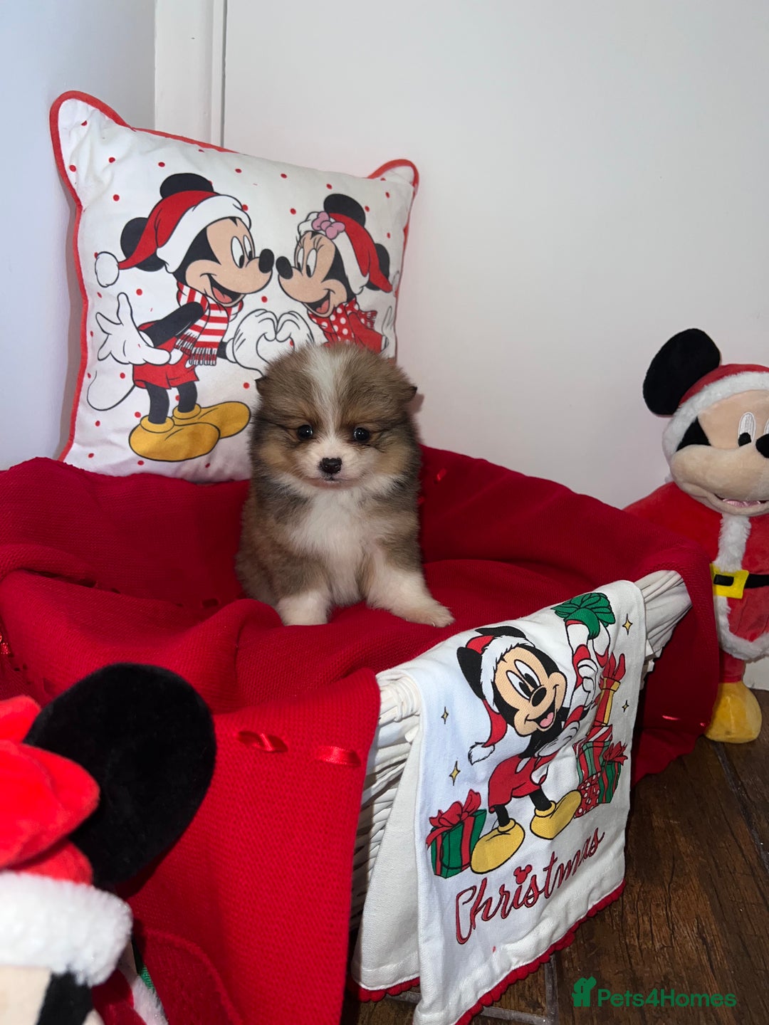 Pomeranian dogs for sale: Beautiful Pomeranian puppy’s  - Image 7