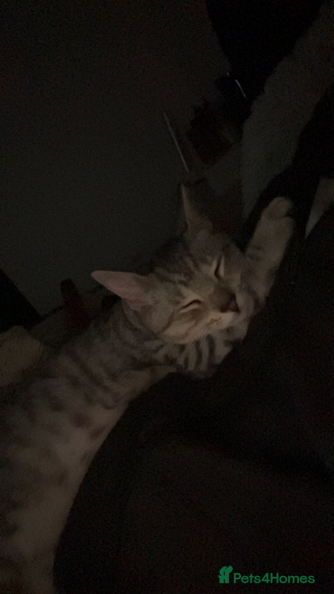British Shorthair cats for sale: Silver tabby kitten - Image 6