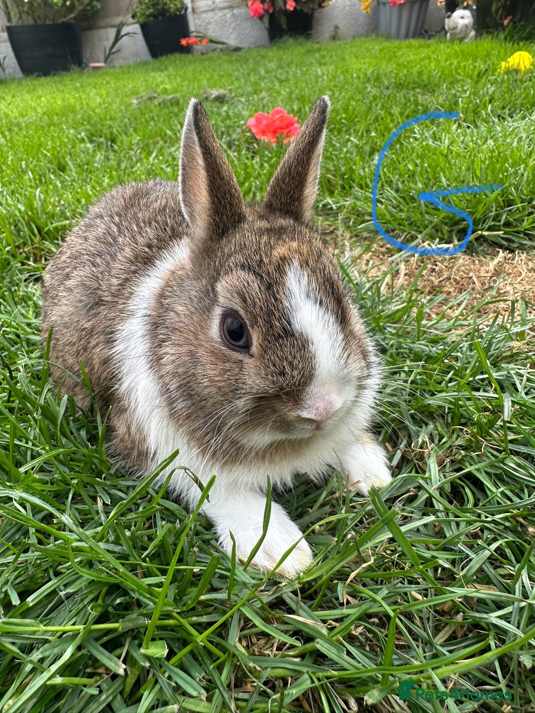 Netherland Dwarf rabbits for sale: Netherland Dwarf Rabbits For Sale  - Image 10