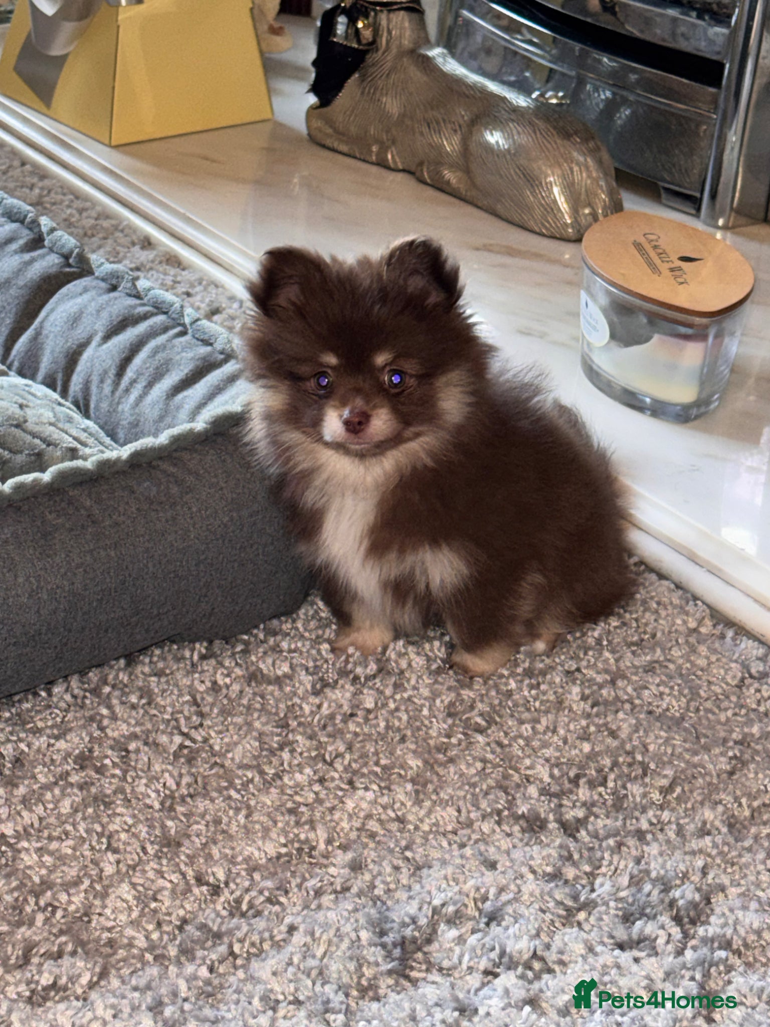 Pomchi dogs F1 pomchi chocolate boy - Advert 3