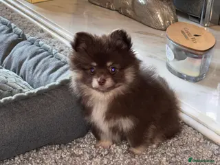 Pomchi dogs F1 pomchi chocolate boy - Advert 3