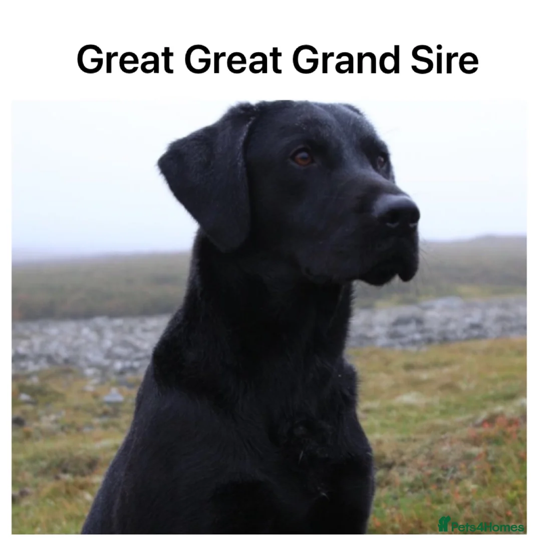 Labrador Retriever dogs for sale: *READY NOW* Stunning KC girls, tested&many FTCH/Ws - Advert 36
