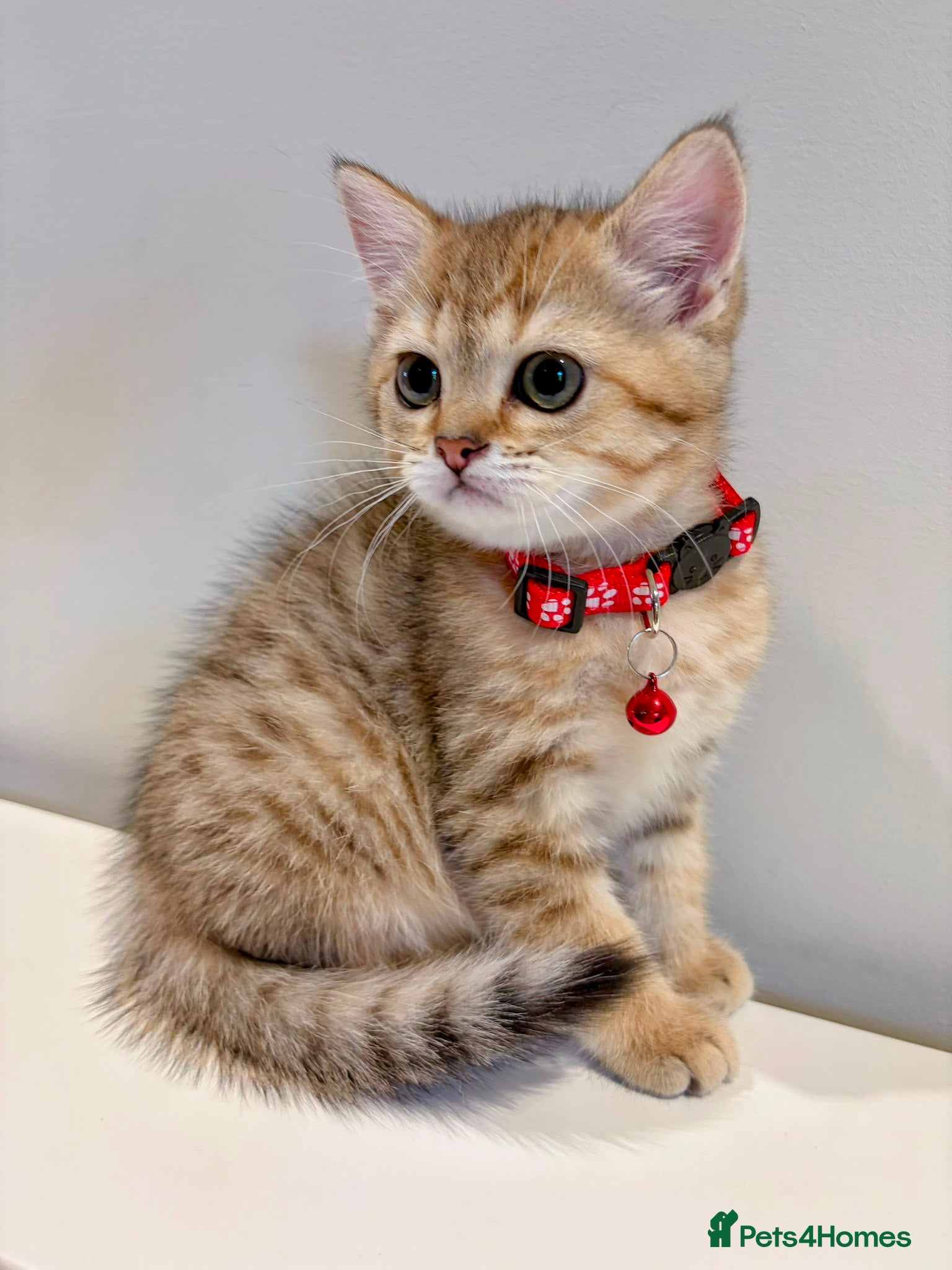 British Shorthair cats Golden British Shorthair Kitten (Female, 3 Months) - Advert 2