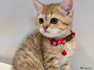 British Shorthair cats Golden British Shorthair Kitten (Female, 3 Months) - Advert 2