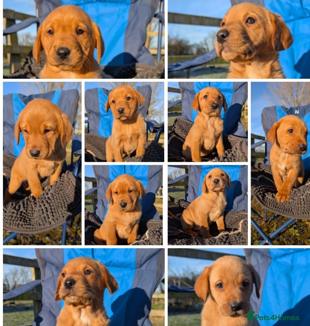 Labrador Retriever dogs for sale: Fab KC Fox Red Pups - 4* Higher Standard Breeder - Advert 1