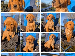 Labrador Retriever dogs Fab KC Fox Red Pups - 4* Higher Standard Breeder - Advert 14