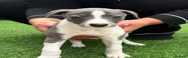Whippet Puppy 6