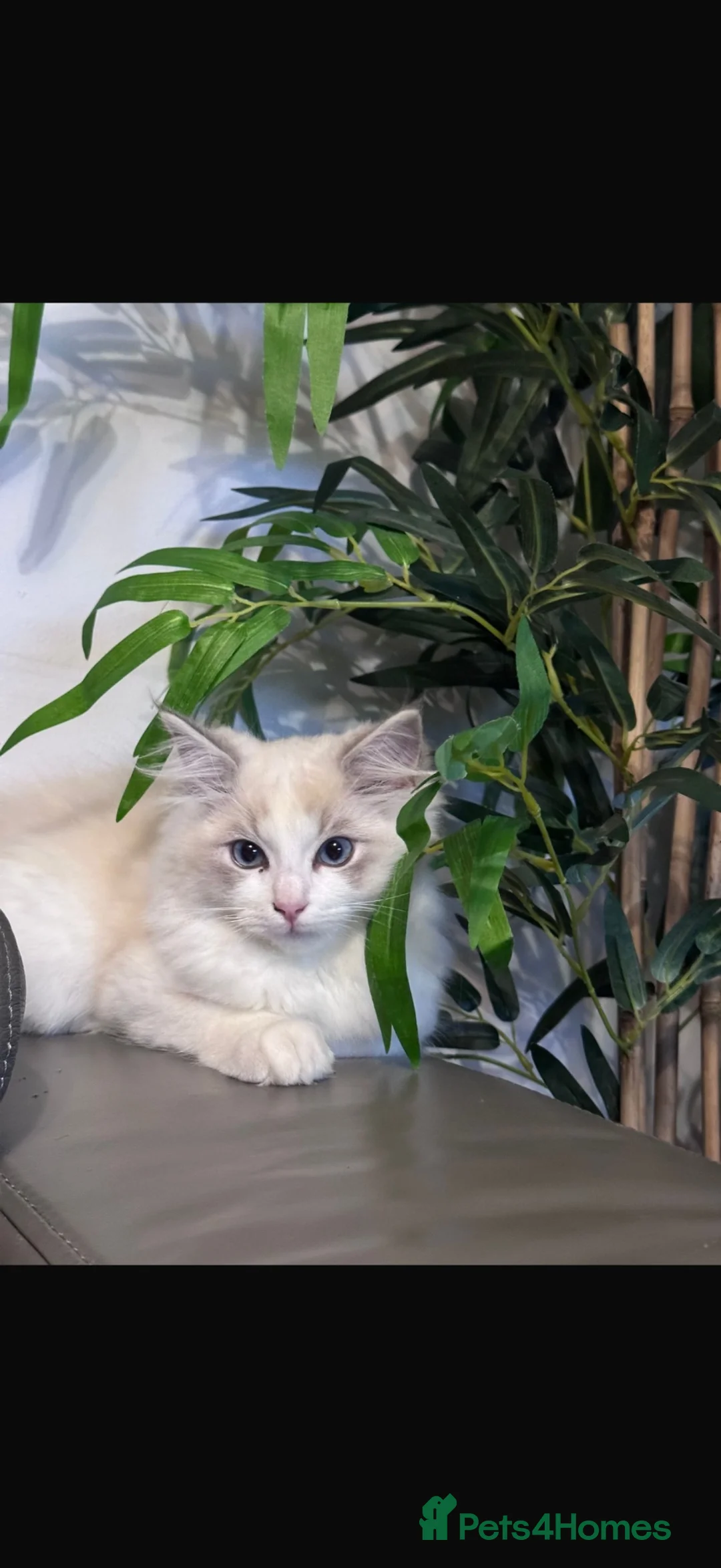 Ragdoll cats for sale: Male kitten  - Advert 2