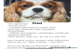 Cavapoo dogs for sale: Cavapoo waiting list  - Image 3