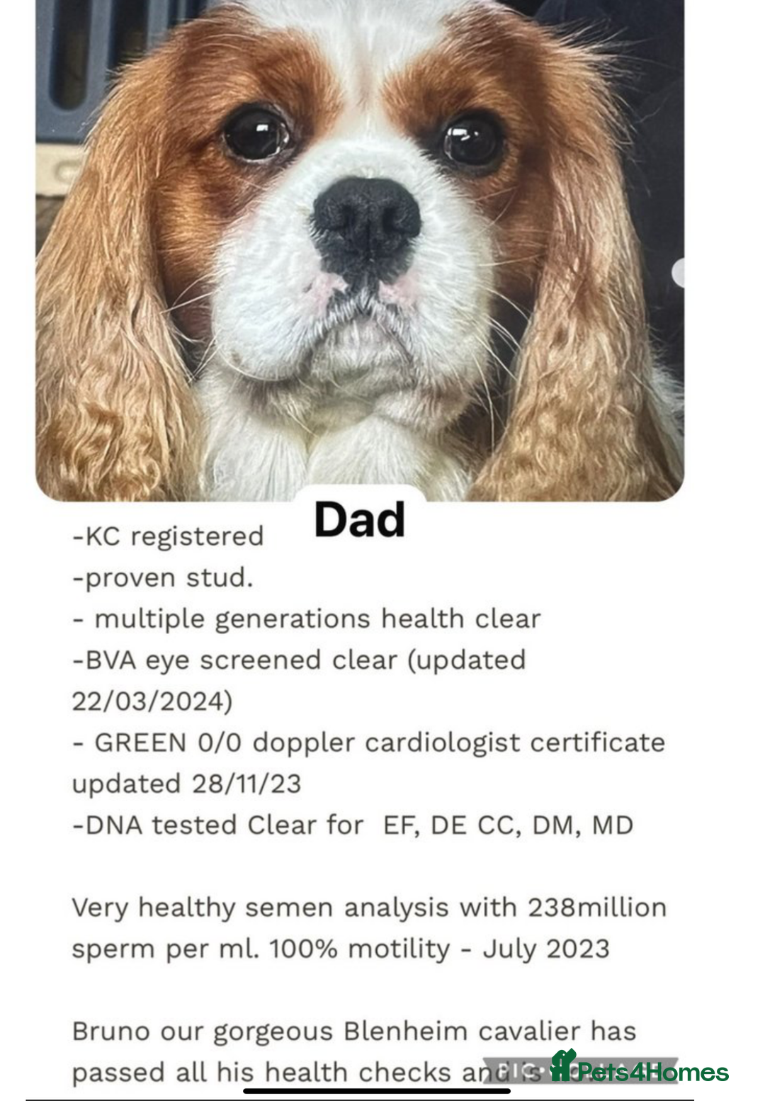 Cavapoo dogs for sale: Cavapoo waiting list  - Image 3