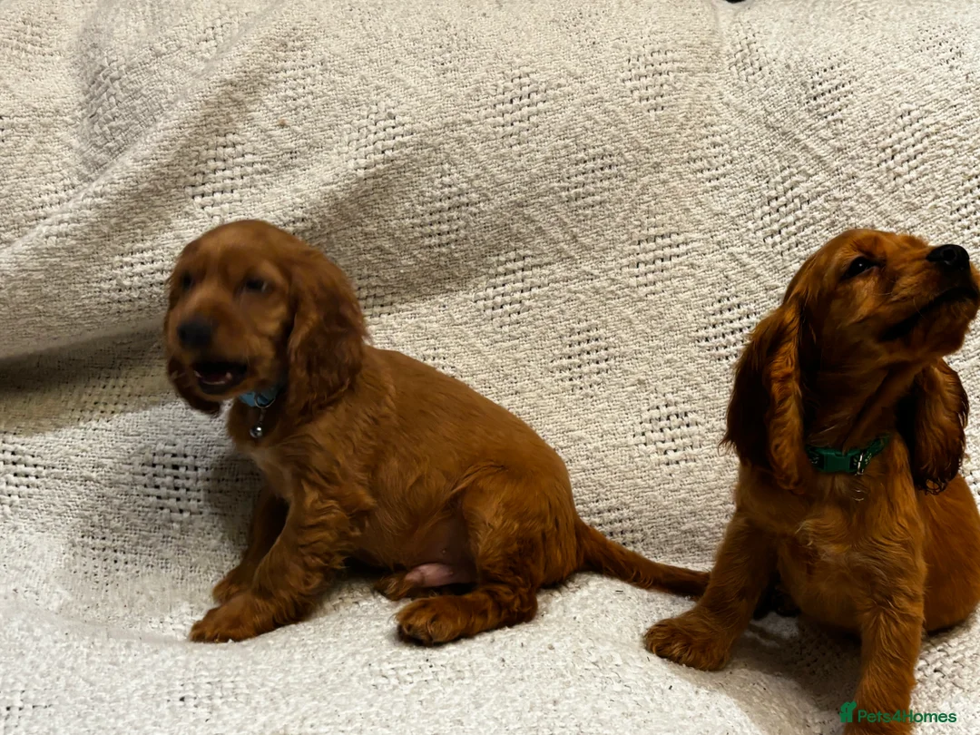 Mixed Breed dogs for sale: America x English Cocker Spaniel Puppies for sale  in Ammanford - Advert 6