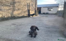 Mixed Breed dogs for sale: The Perfect Family Mid-Sized Pet - Sprocker X Rott - Image 12