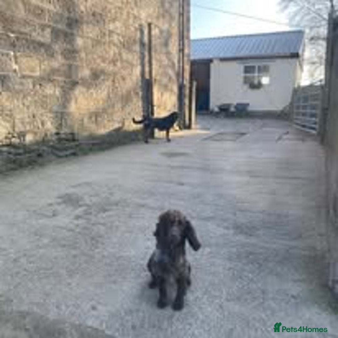 Mixed Breed dogs for sale: The Perfect Family Mid-Sized Pet - Sprocker X Rott - Image 12