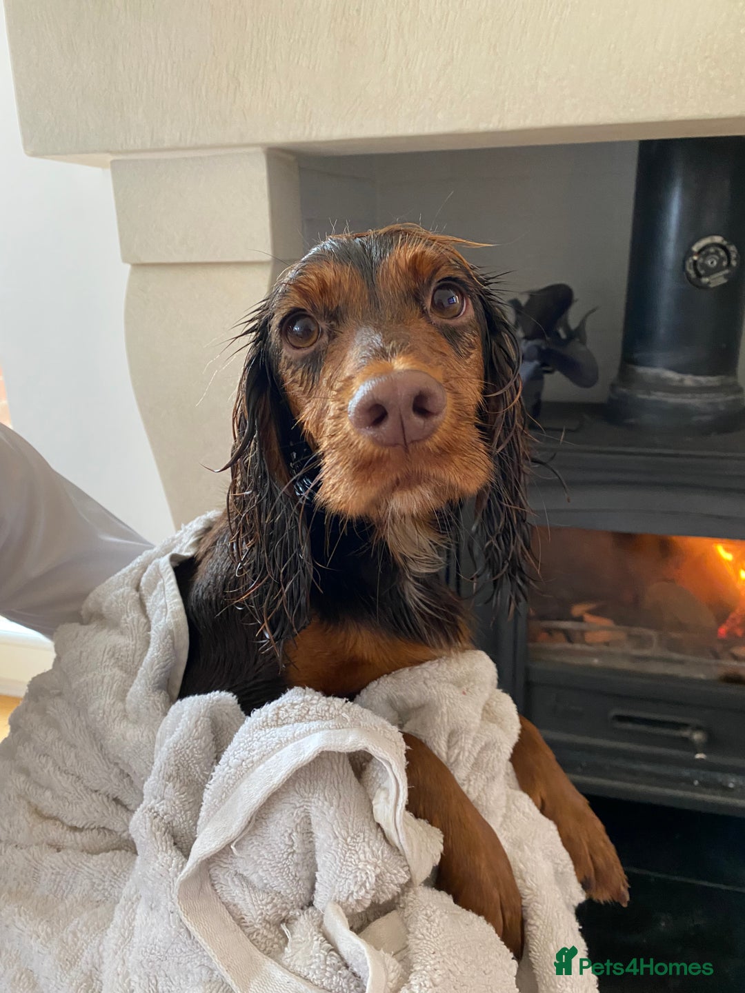 Cocker Spaniel dogs for sale: Tricolour choc and tan cocker spaniels  - Advert 10