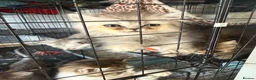 Persian cats for sale: Persian kitten  - Advert 2