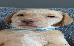 Labrador Retriever dogs for sale: Pinky Nose/olive eyes Very Unique Yellow puppy  - Image 26