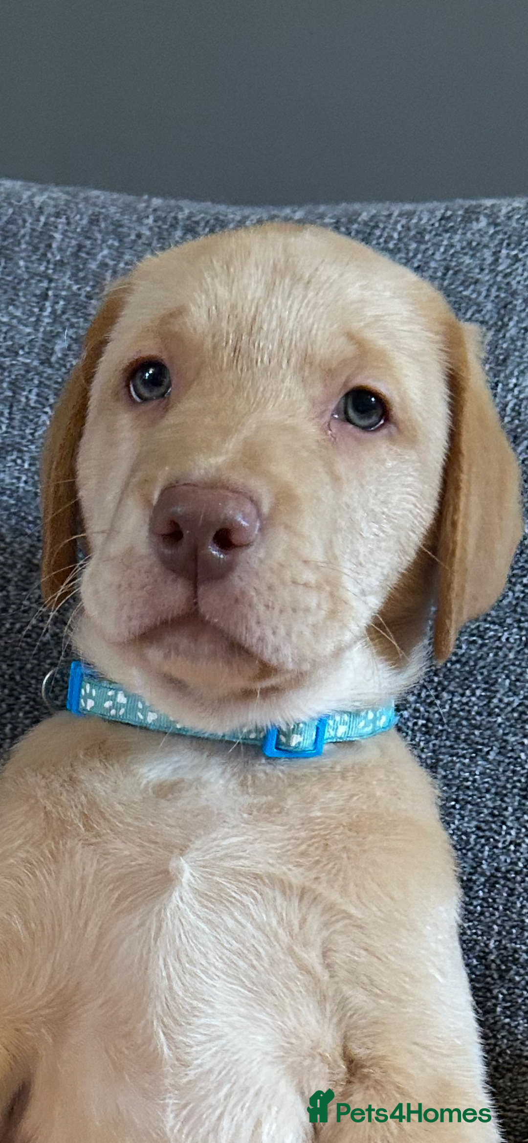 Labrador Retriever dogs for sale: Pinky Nose/olive eyes Very Unique Yellow puppy  - Image 26