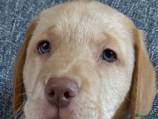 Labrador Retriever dogs - Advert 5