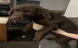 Mixed Breed dogs for sale: Chocolate Shepradors - Image 28