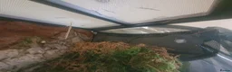 Stick Insects invertebrates for sale: Indian Stick Insect nmphs for sale  - Advert 4