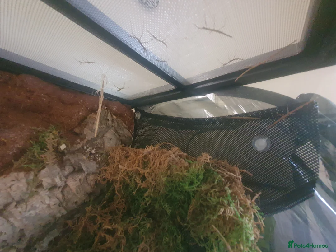 Stick Insects invertebrates for sale: Indian Stick Insect nmphs for sale  - Advert 5