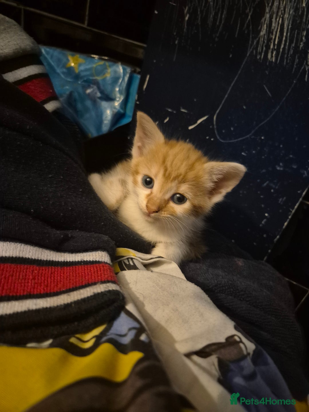 Mixed Breed cats for sale: Kittens looking for forever homes - Image 3