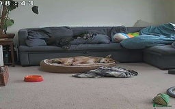 Mixed Breed dogs for adoption: Basil 7 year old meat trade survivor  - Image 7