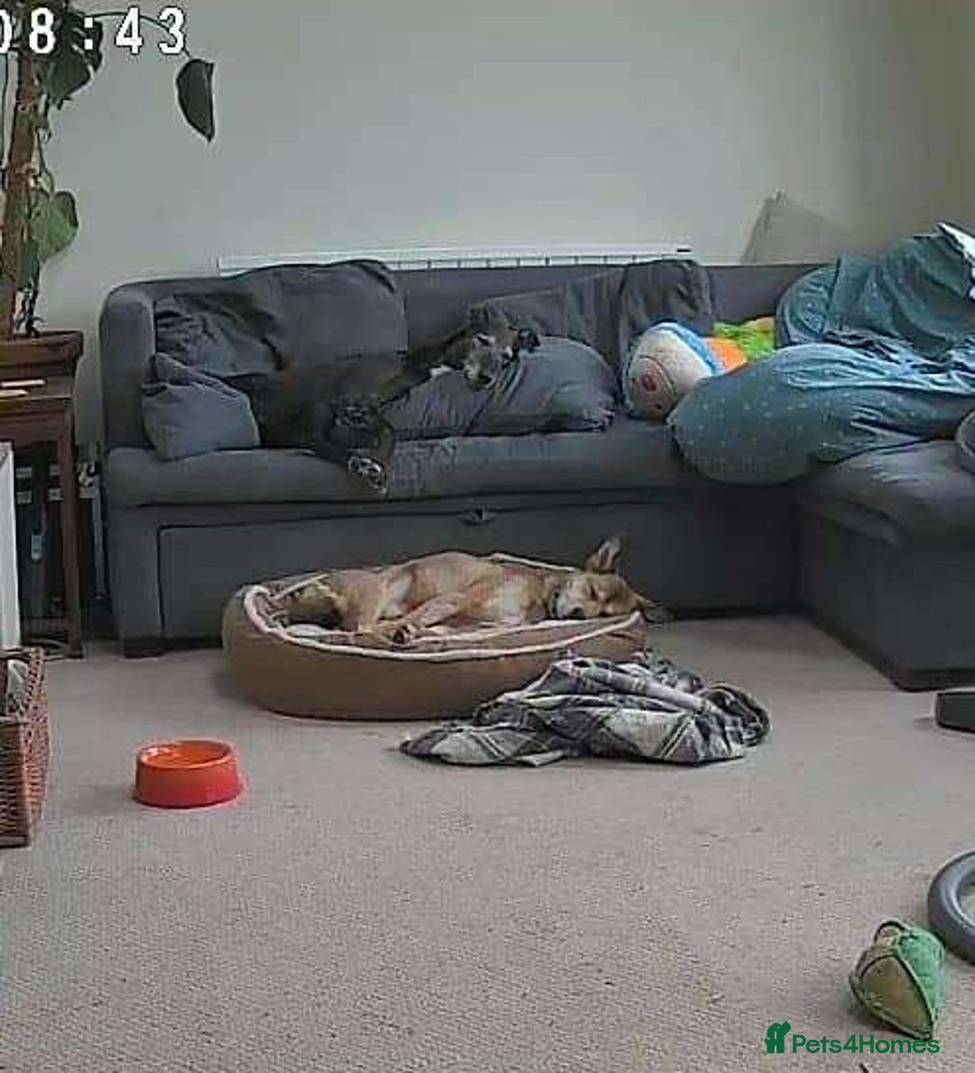 Mixed Breed dogs for adoption: Basil 7 year old meat trade survivor  - Image 7