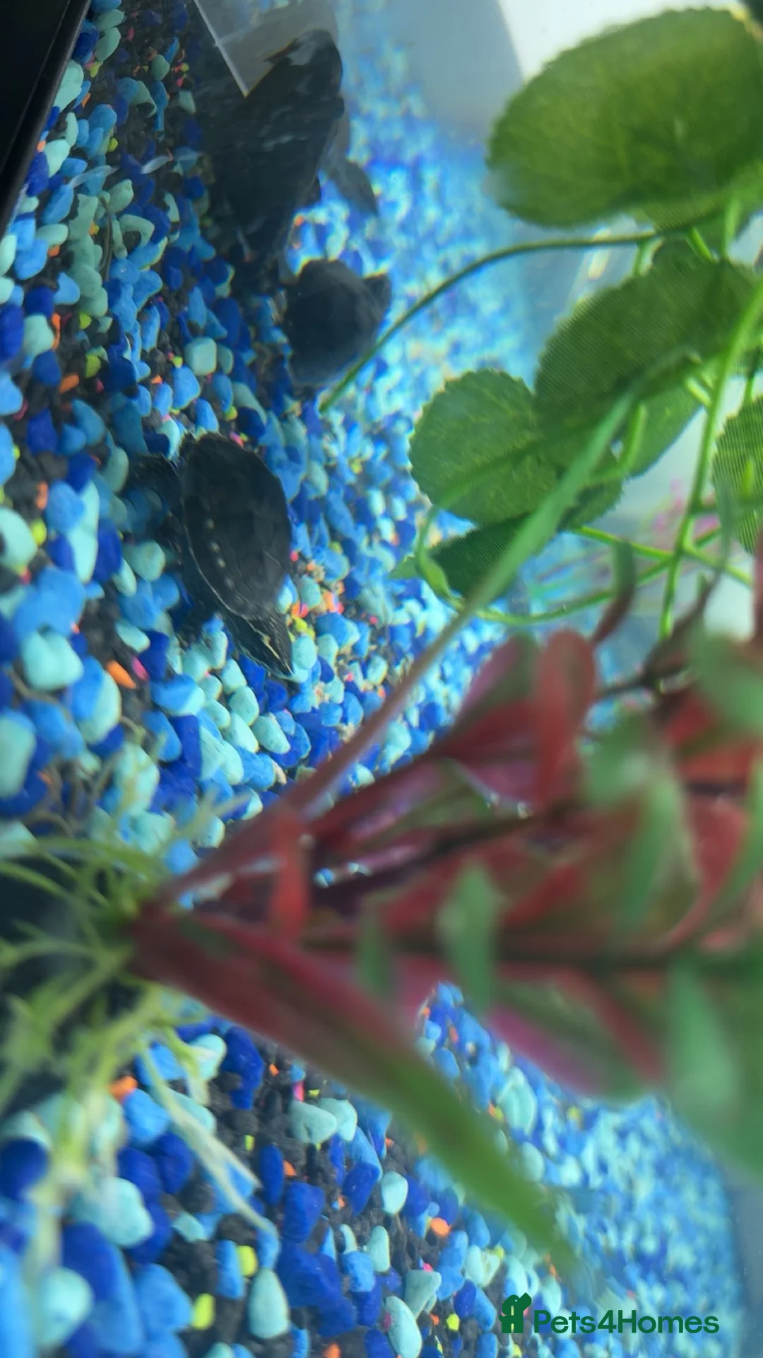 Turtle reptiles for sale: 2 turtles and tank - Advert 1