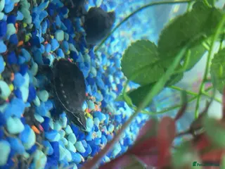 Turtle reptiles 2 turtles and tank - Advert 1