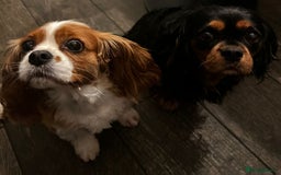Cavalier King Charles Spaniel dogs for sale: Milly and Blossom - Image 8
