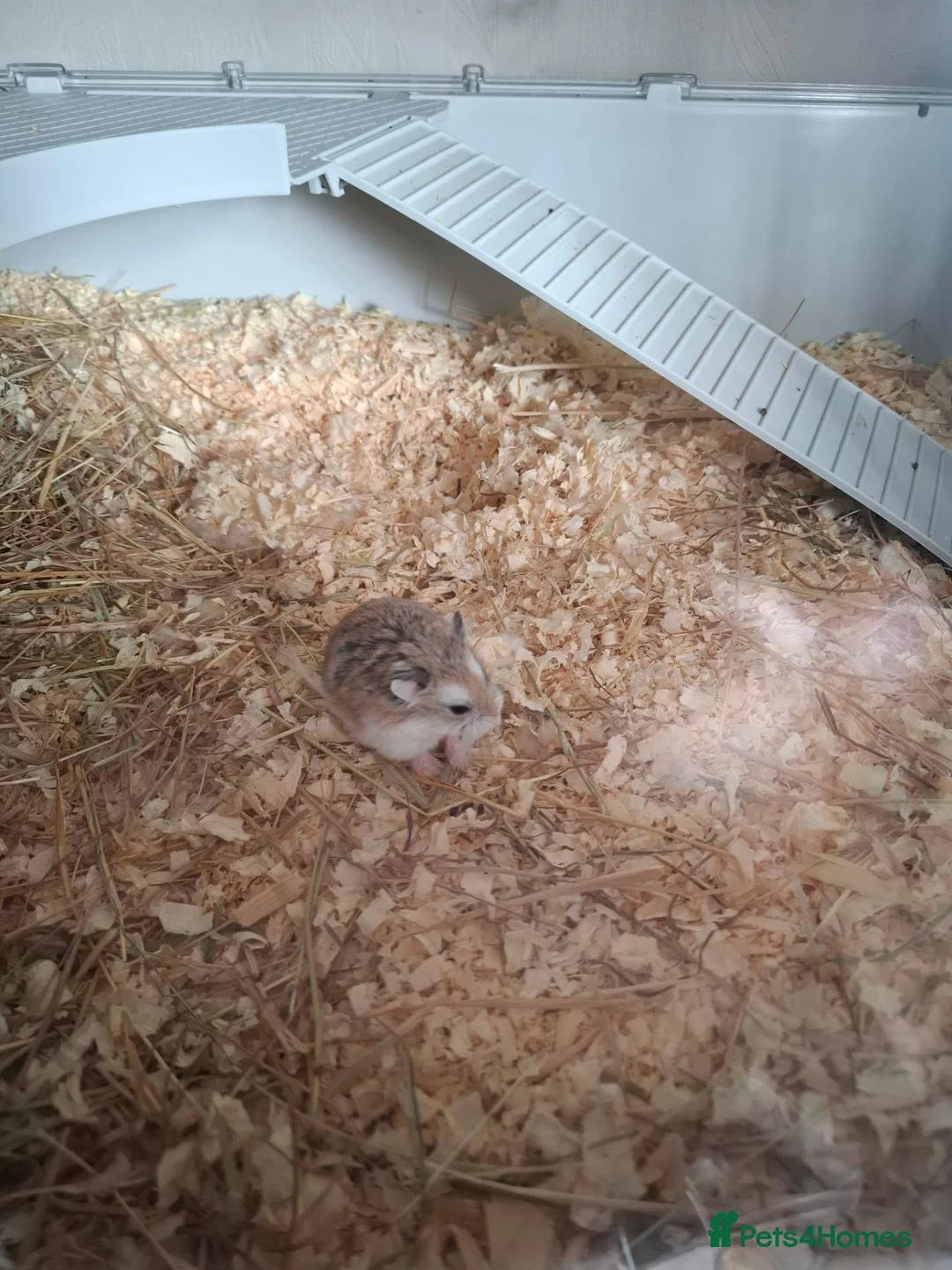 Hamster rodents for sale: Dwarf roborovski hamster, male in Halesowen - Advert 2