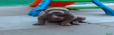 American Bully