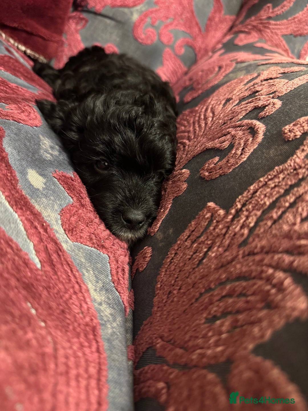 Cockapoo dogs for sale: Stunning Health Tested Girl Cockapoo - Image 4