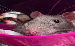 Rat rodents for sale: 2 male rats - Advert 5