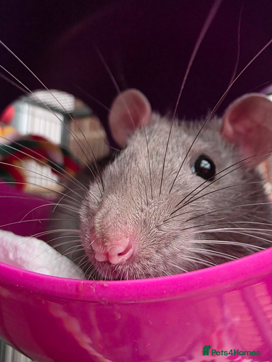 Rat rodents for sale: 2 male rats - Advert 5