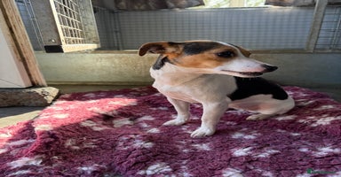 Jack Russell dogs - Advert 2