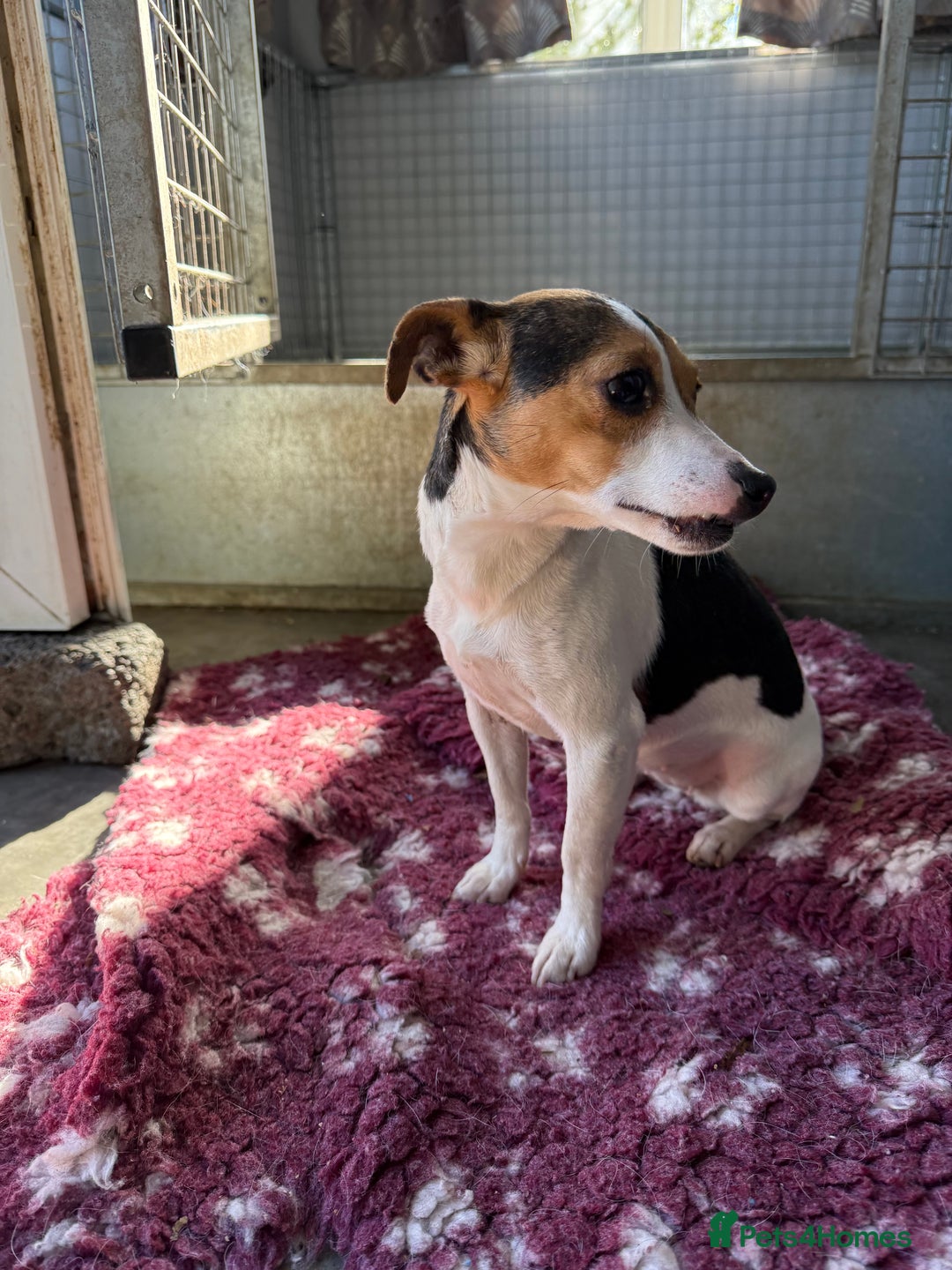 Jack Russell dogs for sale: Tri Coloured Jack Russell Girl - Image 2