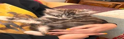 Maine Coon cats for sale: Maine Coon Kittens  - Advert 9