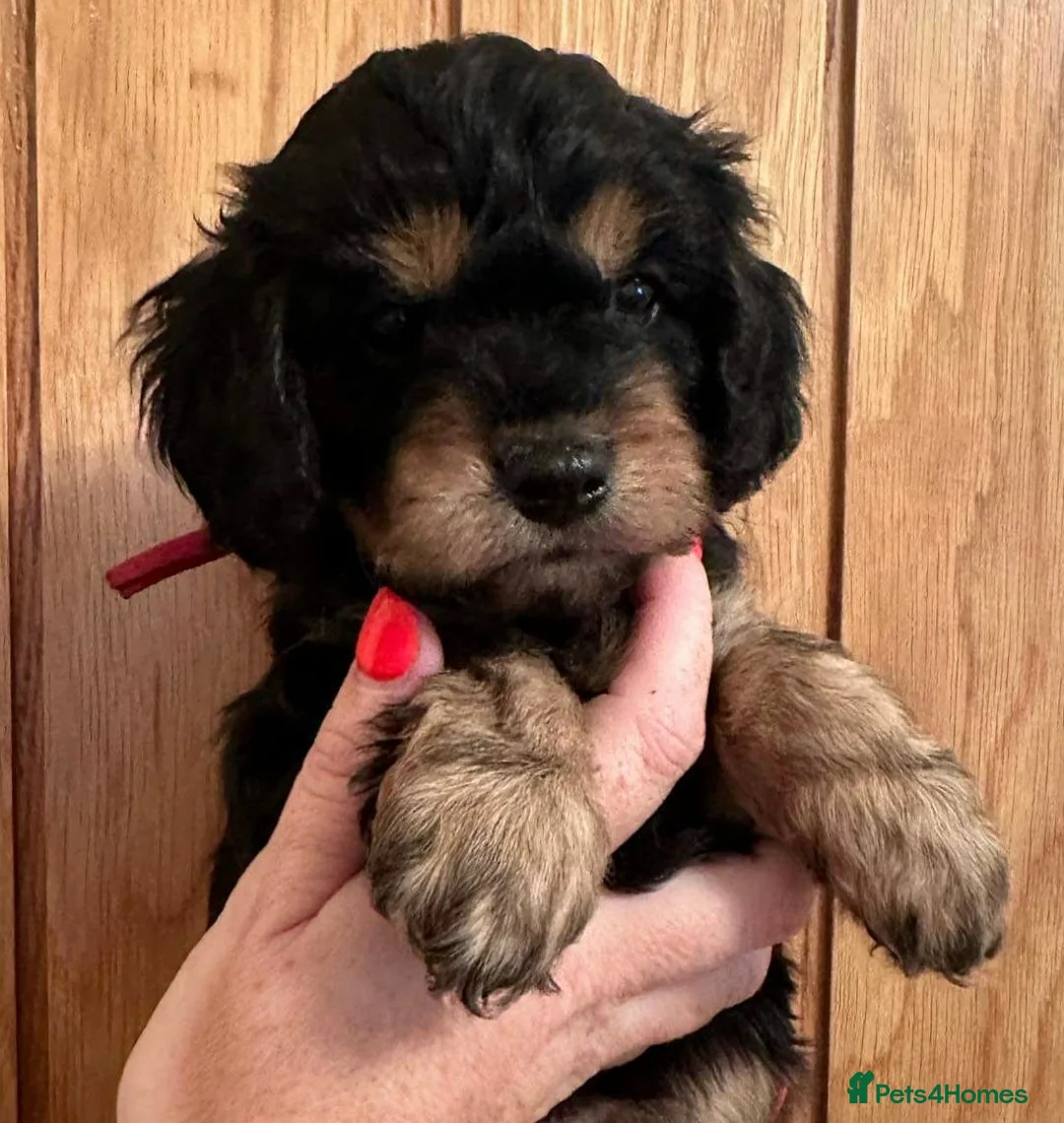 Toy Poodle dogs for stud: KC registered / health tested toy poodle stud in Bolton - Advert 21