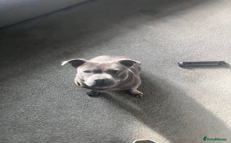 Staffordshire Bull Terrier dogs Female Staffordshire Bull Terrier  - Advert 9