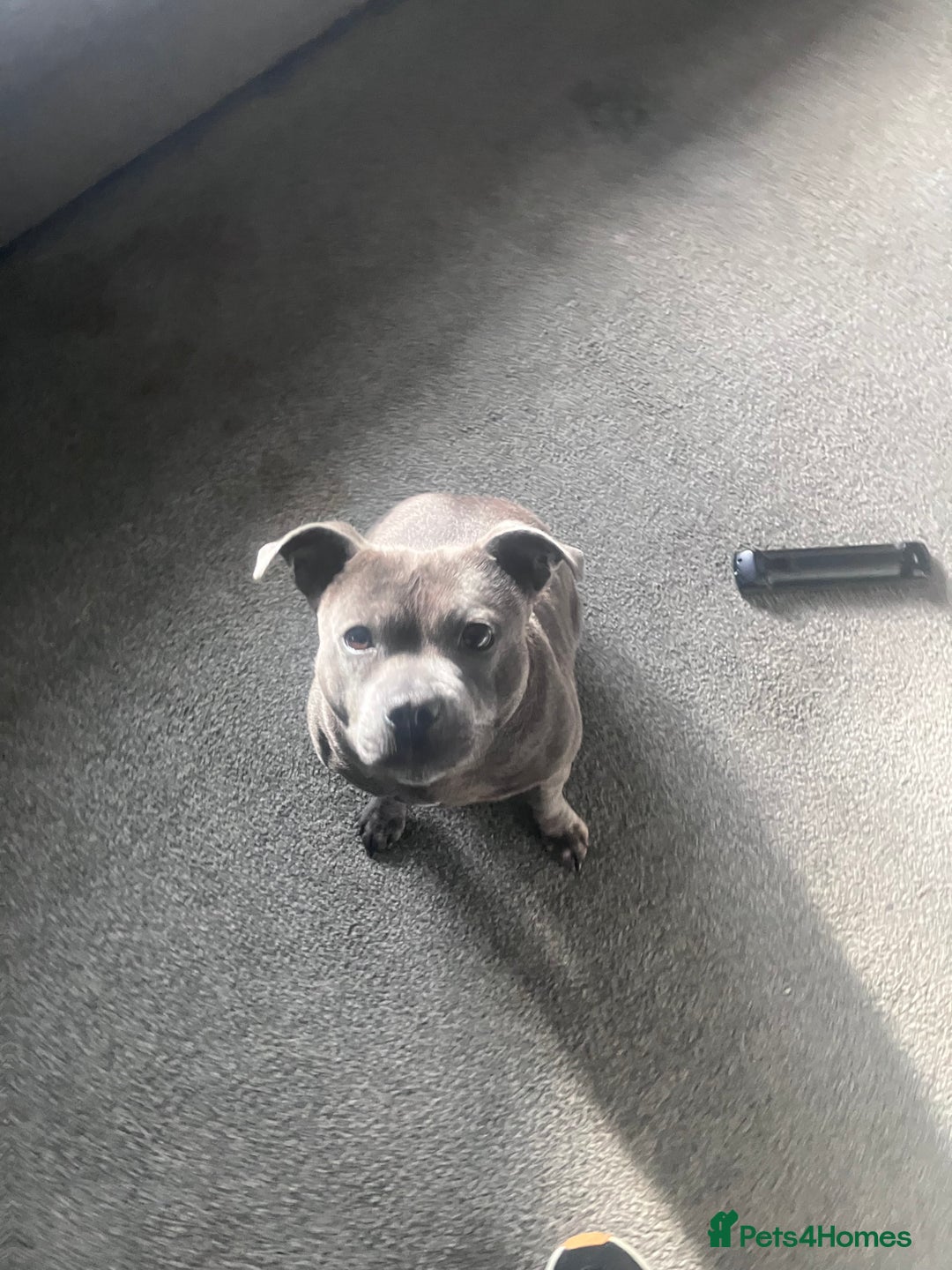 Staffordshire Bull Terrier dogs for sale: Female Staffordshire Bull Terrier  - Advert 1