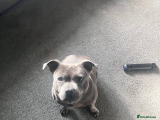 Staffordshire Bull Terrier dogs Female Staffordshire Bull Terrier - Advert 4