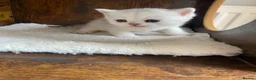 British Shorthair cats for sale: Silver pedigree British Shorthair kittens  - Advert 10