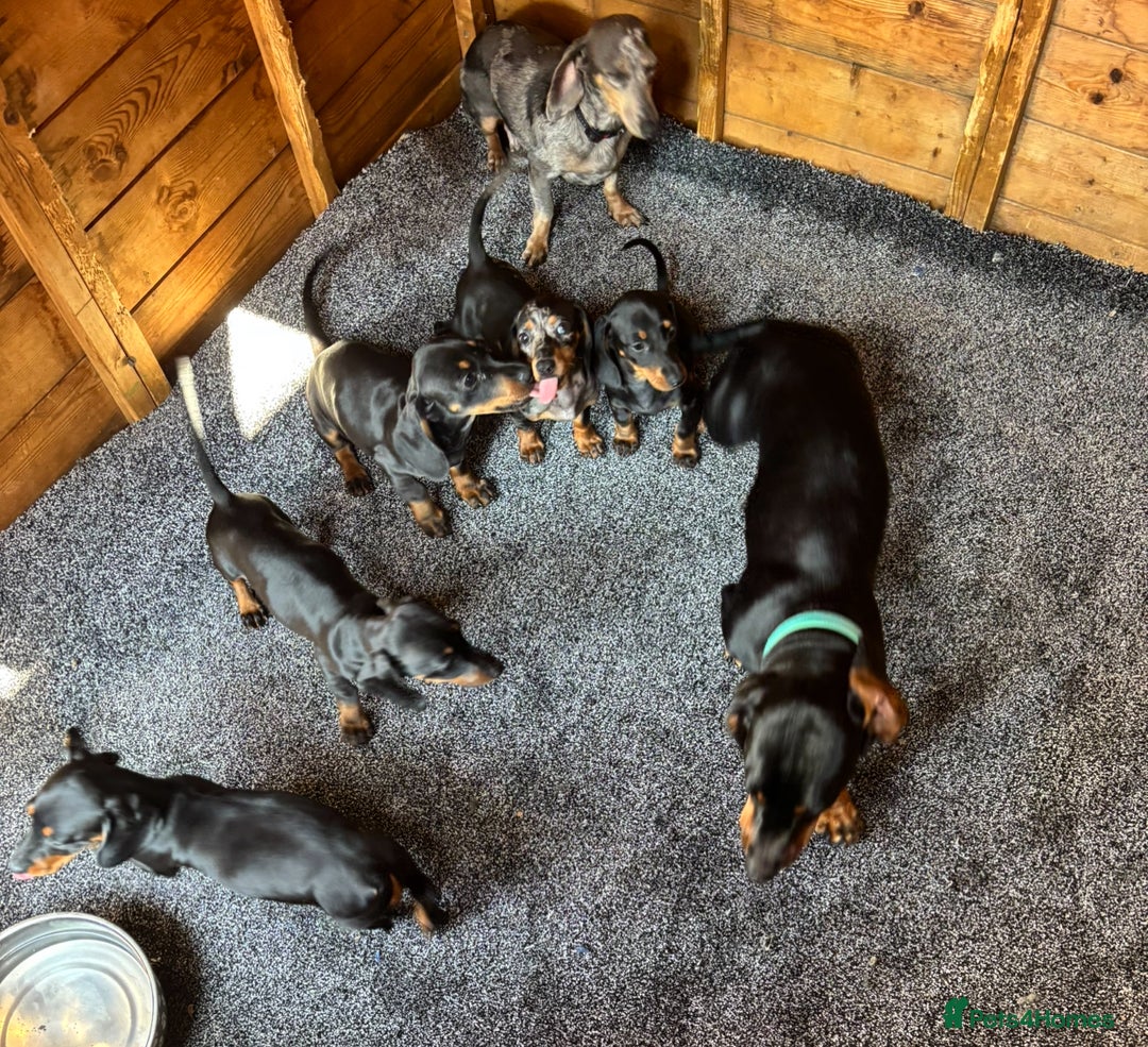 Dachshund dogs for sale: miniature dachshund   - Image 14