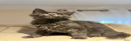 Maine Coon cats for sale: TICA Maine Coon Boy & Girl Ready Now - Advert 11