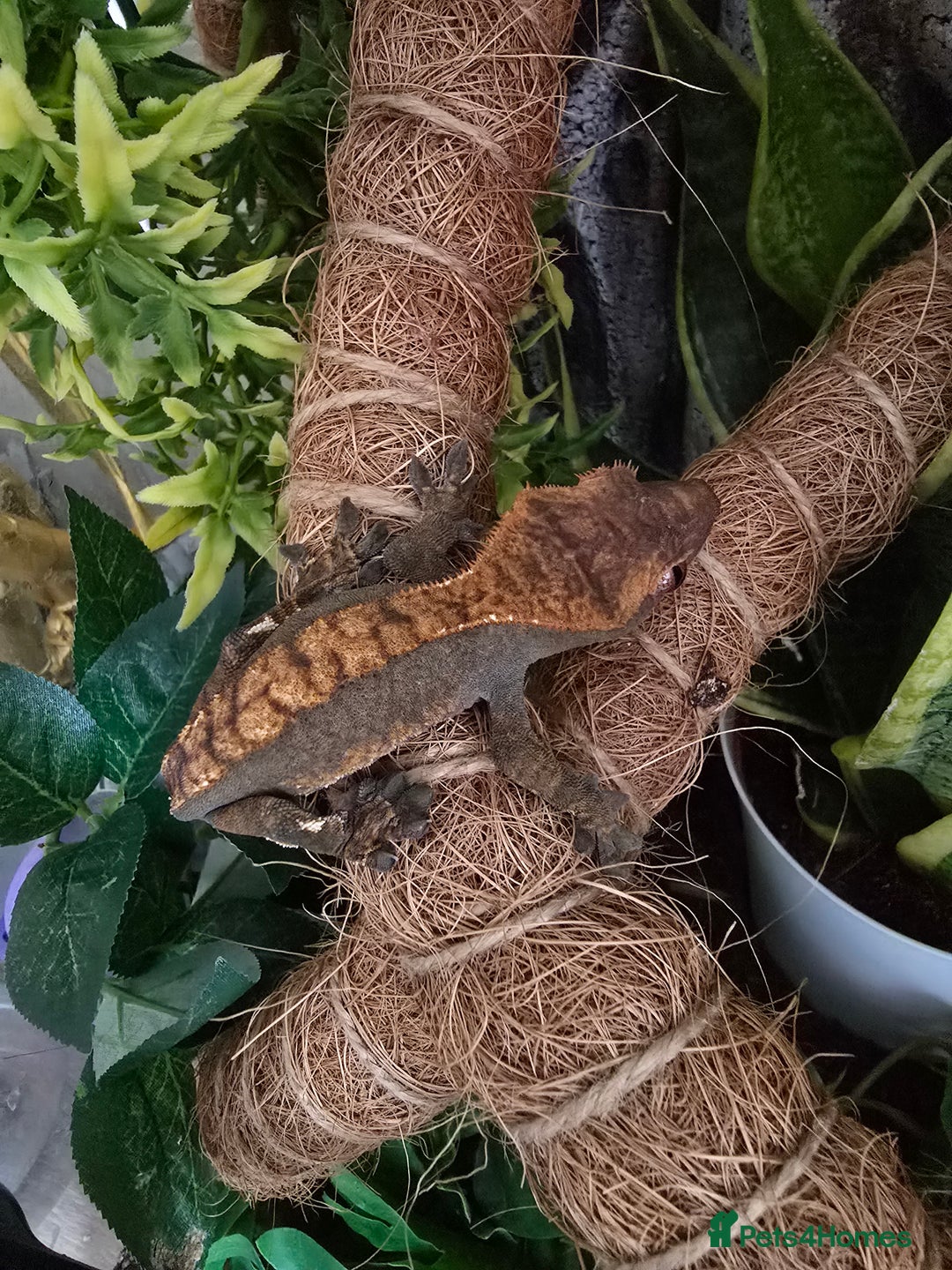 Gecko reptiles for sale: Crested Gecko and Tank  - Image 5
