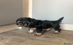 Cockapoo dogs for sale: F1 cockapoo puppies 5 boys  - Image 10