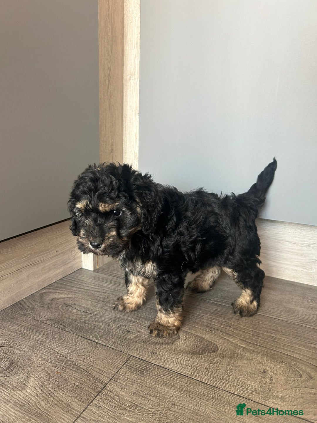 Cockapoo dogs for sale: F1 cockapoo puppies 5 boys  - Image 10